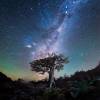 baobab-crop-c0-5__0-5-540x540-70.jpg