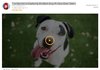 dog.JPG