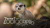 KO_Social_SGotz_Zootography_02.10.20_TW1200X675-1-1024x576.jpg