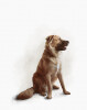 Watercolor-Effect-Photoshop-Dog-After.jpg