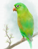 Watercolor-Effect-Photoshop-Bird-After.jpg