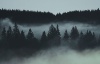 cinematic-dark-woods-lightroom-presets-4222322-2-01.jpg
