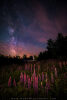 lupines_1200-200x300.jpg
