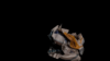upload_2020-6-15_17-2-29.png