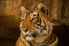 C9I3210-2.jpg