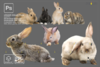 Easter-Photoshop-overlay-bunny-egg-png-Graphics-8816689-7-580x387.png