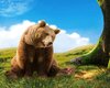picnic bear thumb.jpg