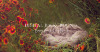 DB_Baby-Basket-in-Flowers-WebAss_1200x628.png