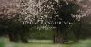 DB_White-Blossoms-WebAss_1200x628.png