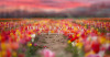 DB_Tiptoe-Through-the-Tulips-WebAss_1200x628.png