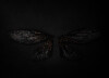 Background%20-%20Bee%20Wings-S.jpg