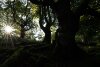 Feet+of+Fangorn+-+Before.jpg