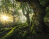 Feet-of-Fangorn---After-1.jpg