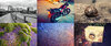 collage.jpg
