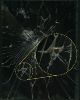 Zoom-1.png