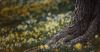 db-nt-tree-seat-webass_1200x628_z78c.png