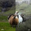 Faroe_Pack_B-A_001.jpg