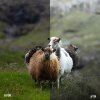 Faroe_Pack_B-A_001.jpg