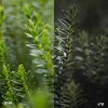 Faroe_Pack_B-A_004.jpg