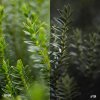 Faroe_Pack_B-A_004.jpg
