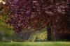 golden cherry blossom thumb.jpg