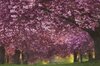 cherry blossom sunset thumb.jpg