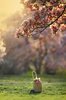 backlit cherry blossom thumb.jpg
