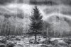 Final-Image-File---Copyright-Dave-Morrow-Photography-LLC-copy.jpg