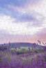 il_794xN.3417827312_7x6f.jpg