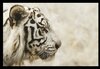 tiger portrait thumb.jpg