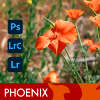 Phoenix.jpg