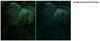 jungle green.jpg