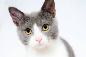 kitty00