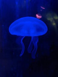 Minunimipd