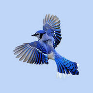 bluej1243