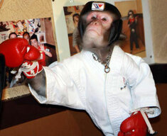 karate_monkey