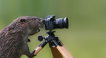 BushyBeardGangsta