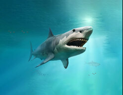 Shark13