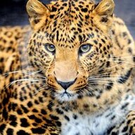Cheetah