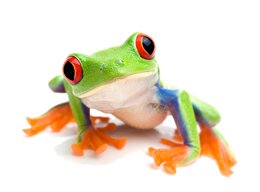 frogstomper