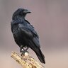 RavenRaven