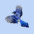 bluej1243